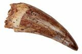 Fossil Phytosaur Tooth - New Mexico #192591-1
